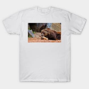 Teddy Bear At Play T-Shirt